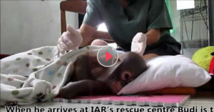 baby orangutan