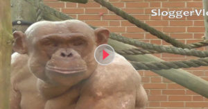 Chimp Looks Different