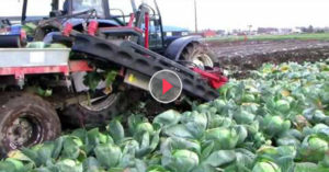 cabbage harvest machine