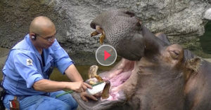hippo gets his teeth brushed
