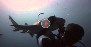 shark and diver
