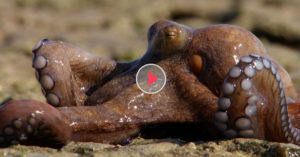 octopus lying