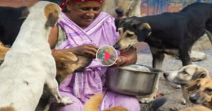 400 stray dogs