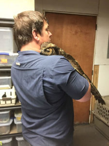 gigi the owl