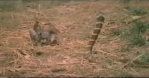 monkey vs king cobra