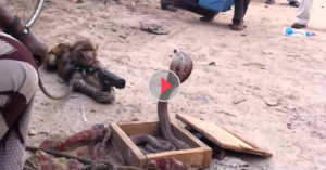monkey vs king cobra