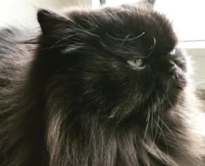 funny faces adorable black cat