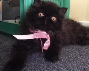 funny faces adorable black cat