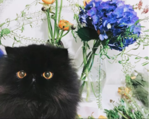 funny faces adorable black cat