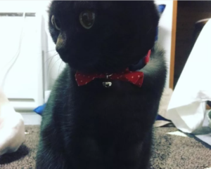 funny faces adorable black cat