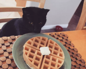 funny faces adorable black cat