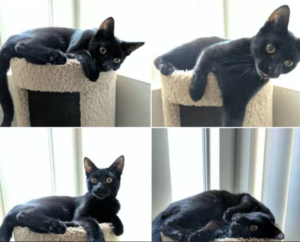 funny faces adorable black cat