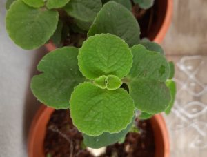 Indoor Plants has Pleasant Scent in every Room in Your Home. Refreshing to Read.