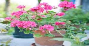 Fragrant Indoor Plants