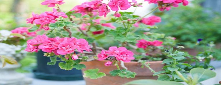 Fragrant Indoor Plants