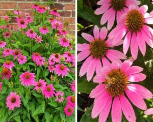 Plants with Health Benefits
