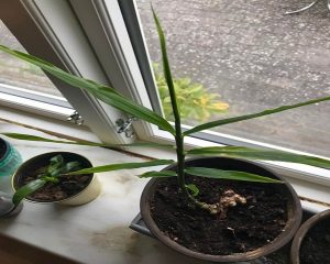 Plants with Health Benefits