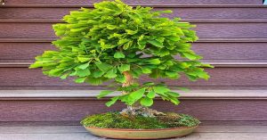 Plants with Health Benefits