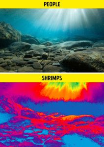 Ways Animals See