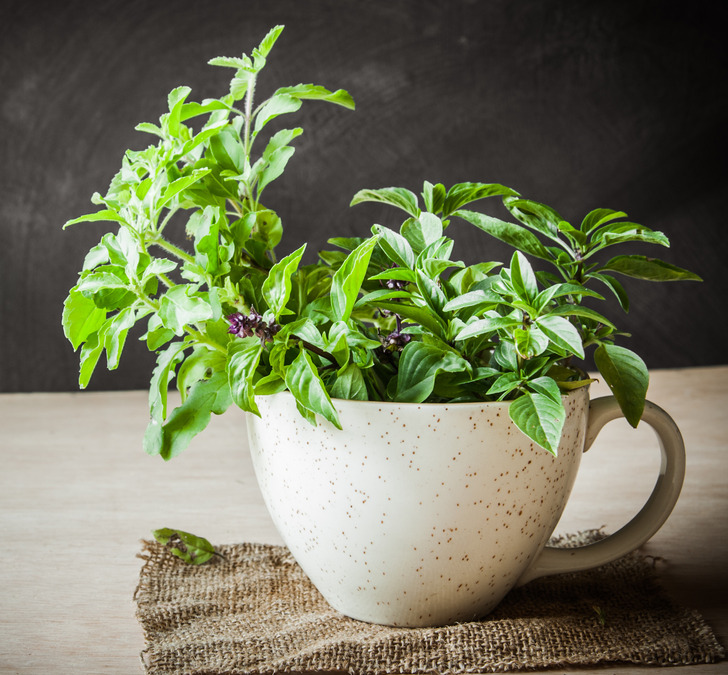 Indoor Plants You Should Keep