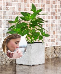Indoor Plants You Should Keep