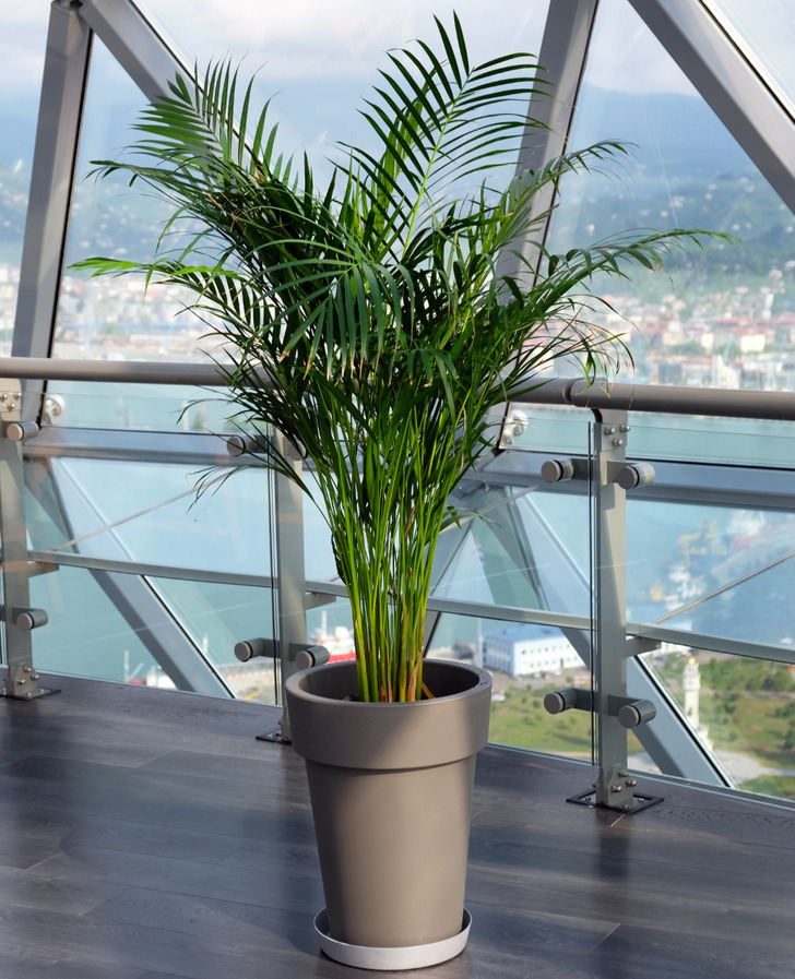 Indoor Plants You Should Keep