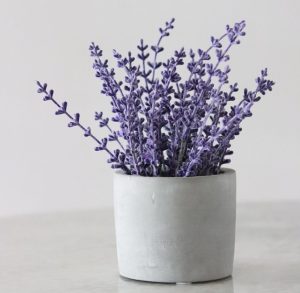 Indoor Plants You Should Keep