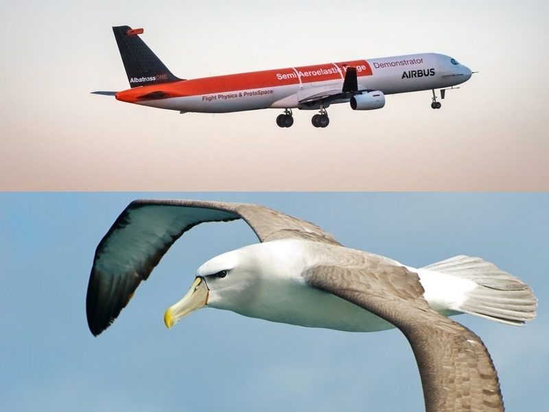 How Birds Inspire Aircraft Design