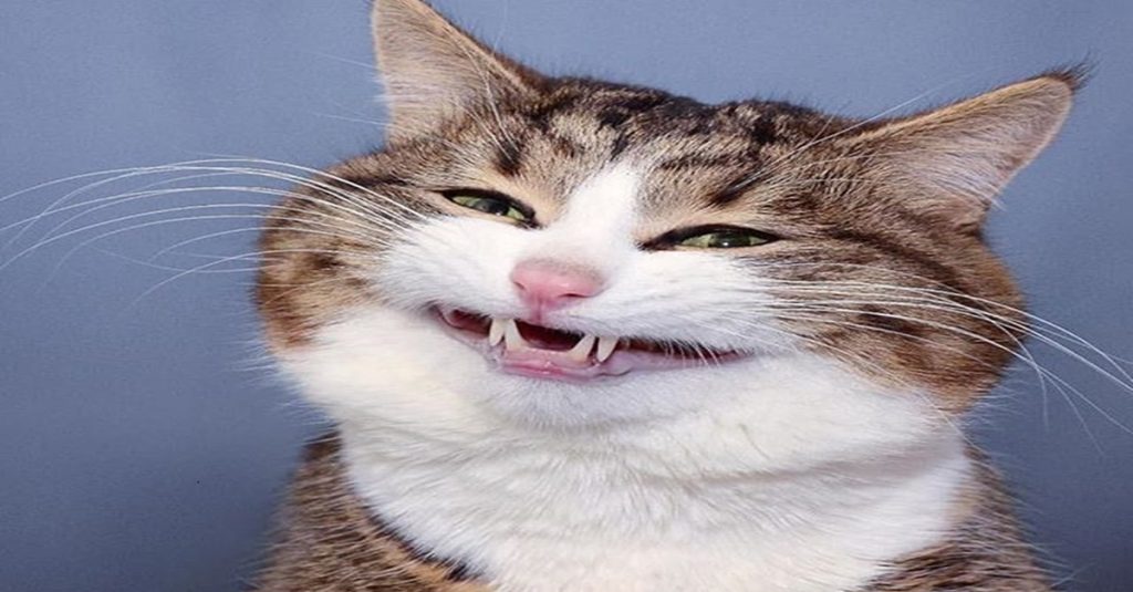 The Feline Facial Follies: Cat Expressions... 