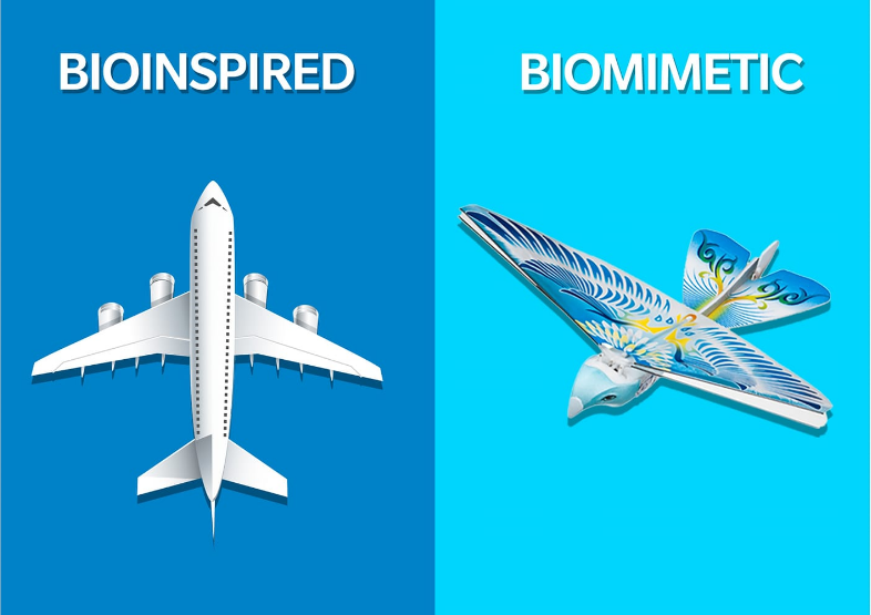 How Birds Inspire Aircraft Design