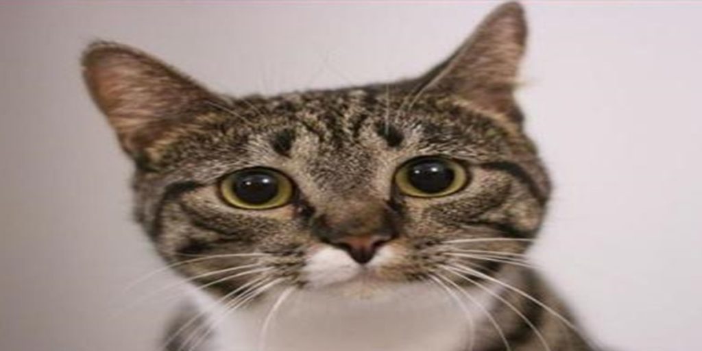 The Feline Facial Follies: Cat Expressions... 