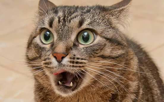 The Feline Facial Follies: Cat Expressions... 