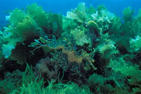 Leafy sea Dragon