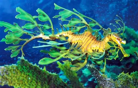 Leafy Sea Dragon
