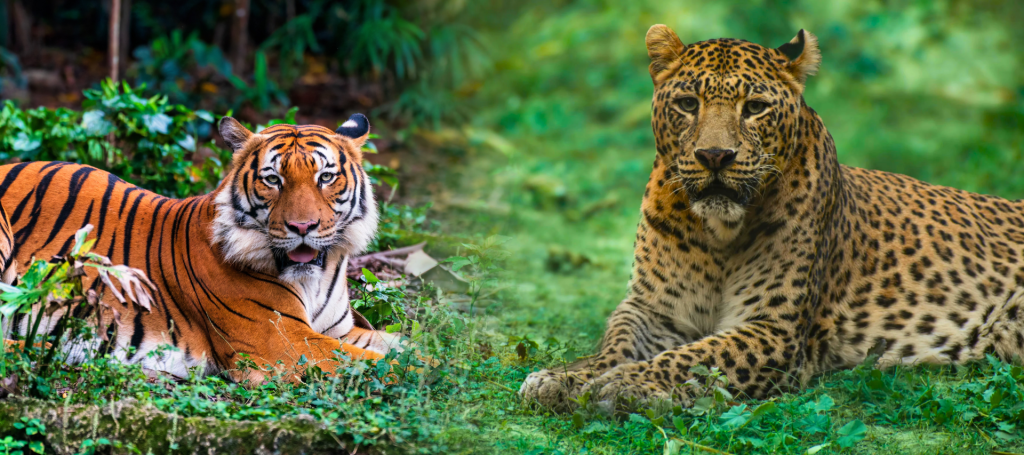 Born to Be Alone? Exploring Solitary Behavior in Wildlife