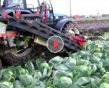 cabbage harvest machine