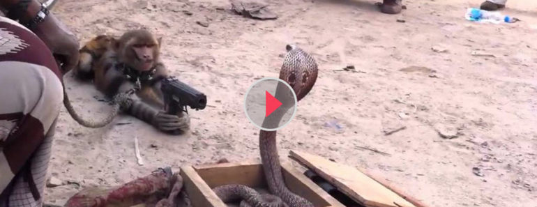 monkey vs king cobra