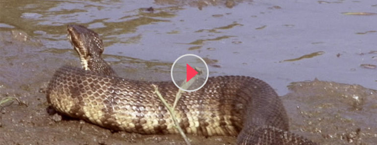 World’s Biggest snake