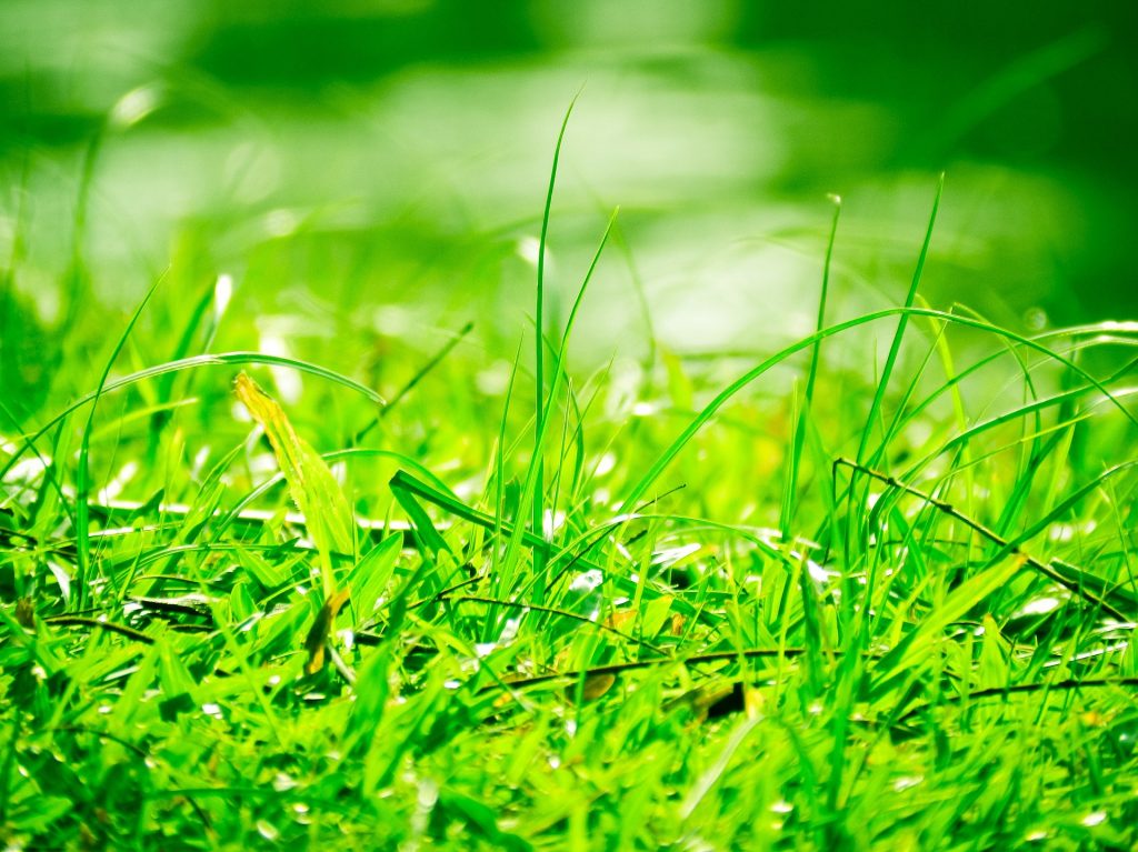 Green Gold: Paragis' Health Secrets