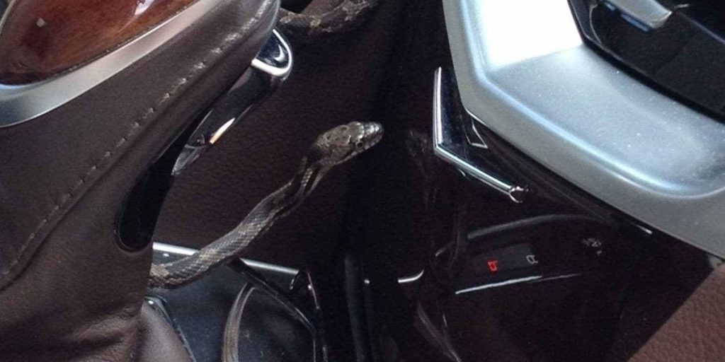 Snake Ejected from Japanese Bullet Train