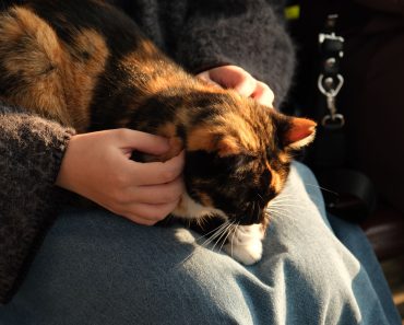 The Silent Love Between Humans and Cats